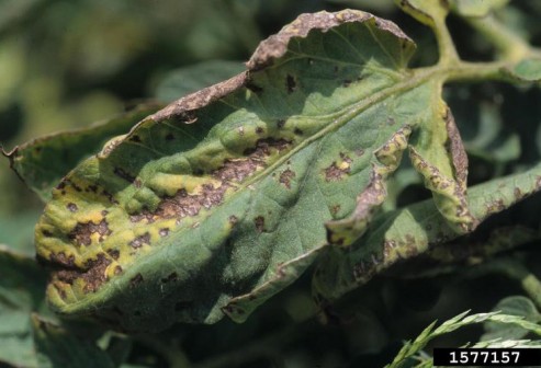 Bacterial speck tomato dd .jpg